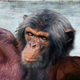 Researchers say today’s Lord Almighty shares many traits in common with the chimp deity, including color vision and omniscience.